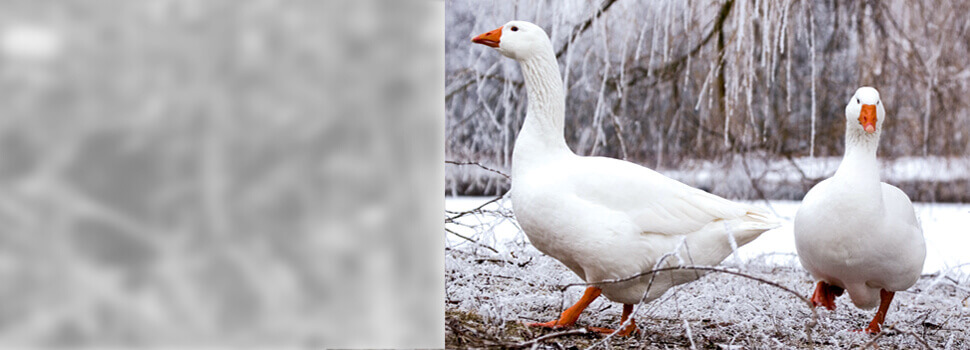 Gänse im Winter.