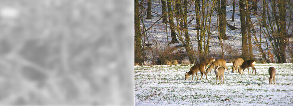 Rehe im Winter.